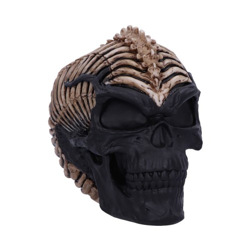 Spine Head Skull (JR) 18.5cm